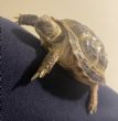Horsfield : Young approx 3/4 years old (Sheldon)